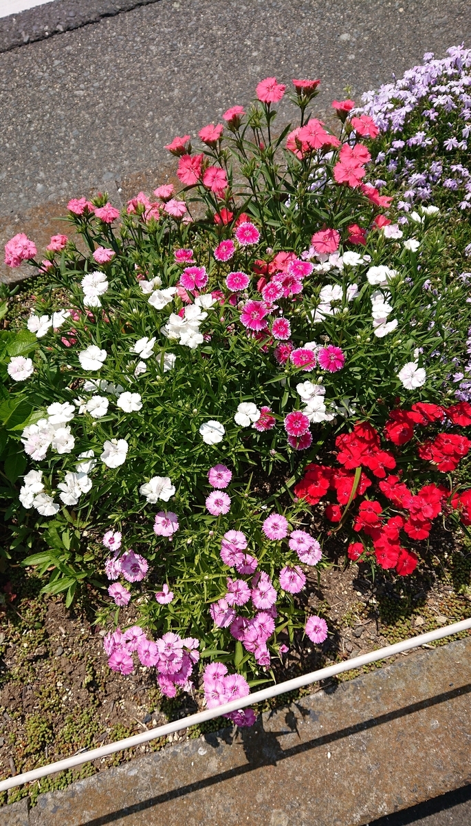 f:id:funaosarasa:20200507150711j:plain f:id:funaosarasa:20200507150711j:plain
