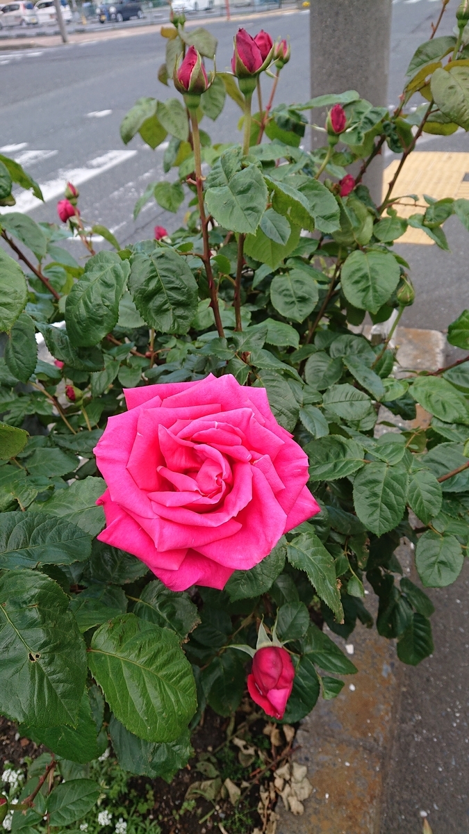 f:id:funaosarasa:20200508160942j:plain