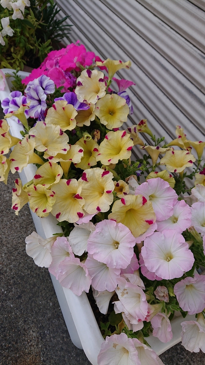 f:id:funaosarasa:20200510191800j:plain f:id:funaosarasa:20200510191800j:plain