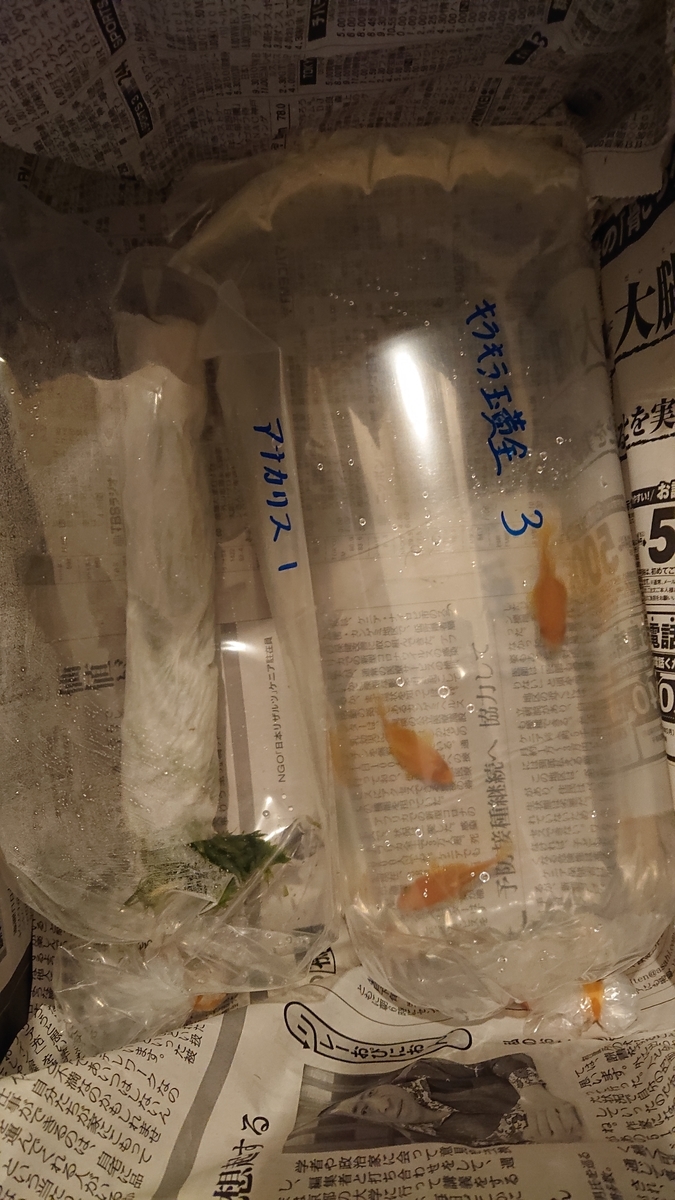 f:id:funaosarasa:20200512150037j:plain