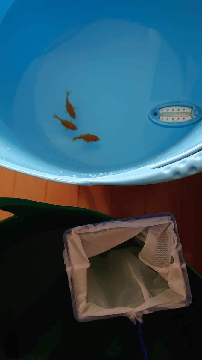 金魚を新しい水へ すくい金魚