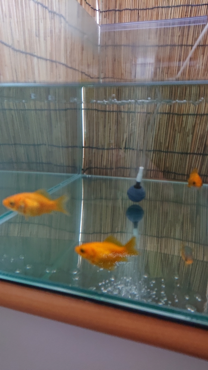 金魚のトリートメント すくい金魚