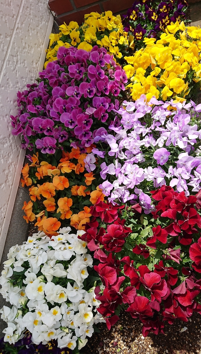 f:id:funaosarasa:20200516114138j:plain