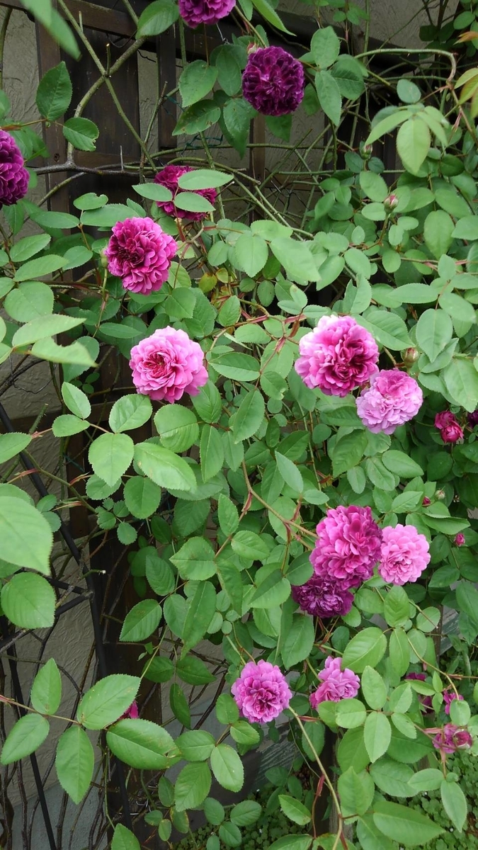 f:id:funaosarasa:20200520094130j:plain