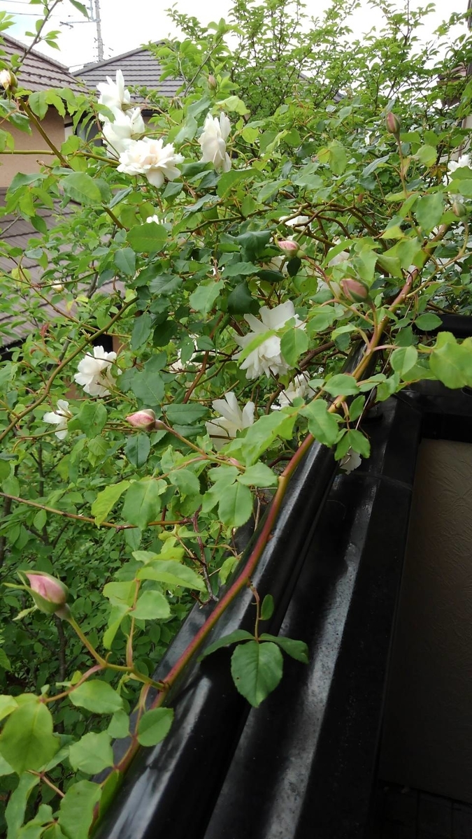 f:id:funaosarasa:20200520094210j:plain