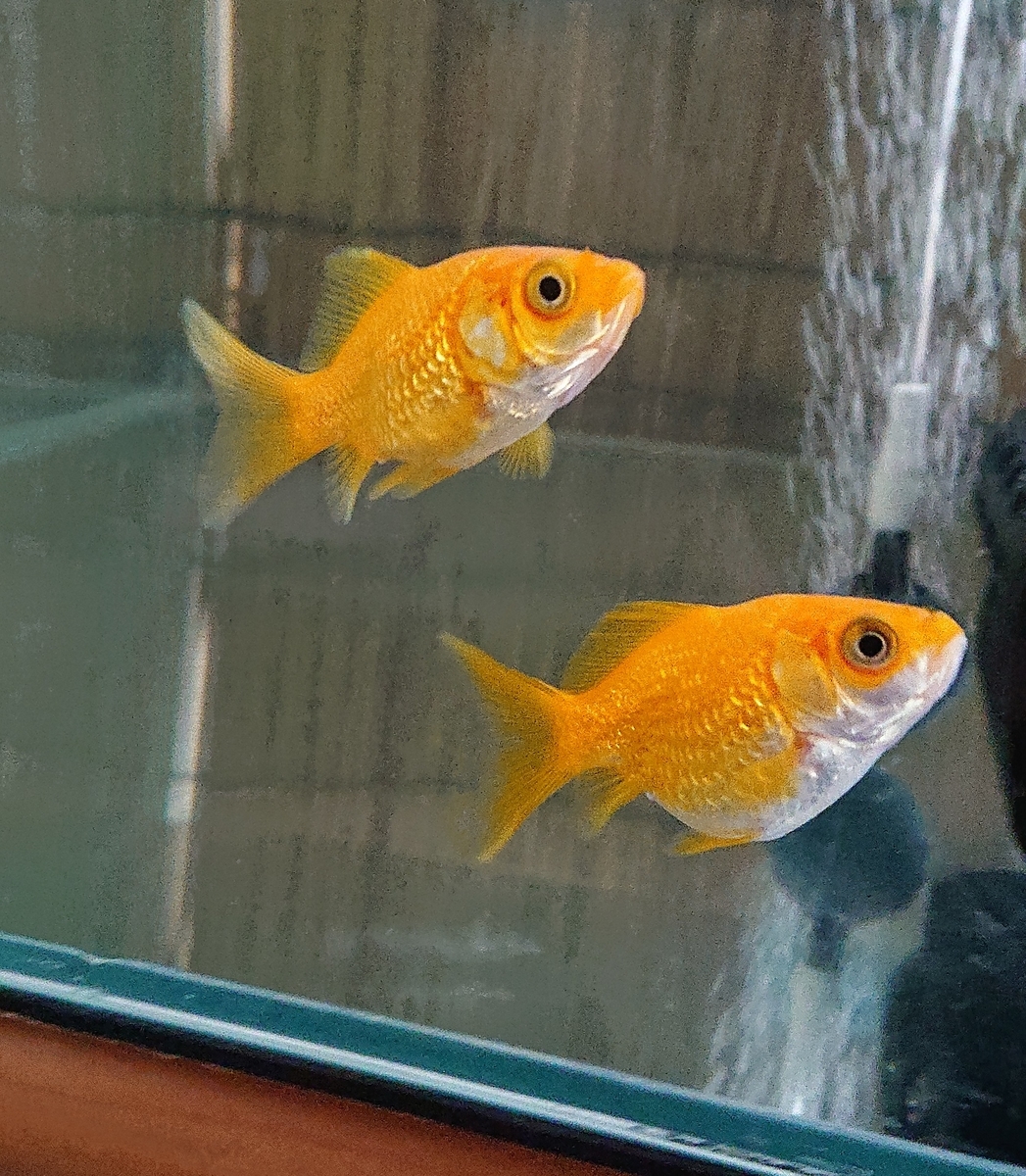 f:id:funaosarasa:20200521144628j:plain f:id:funaosarasa:20200521144628j:plain