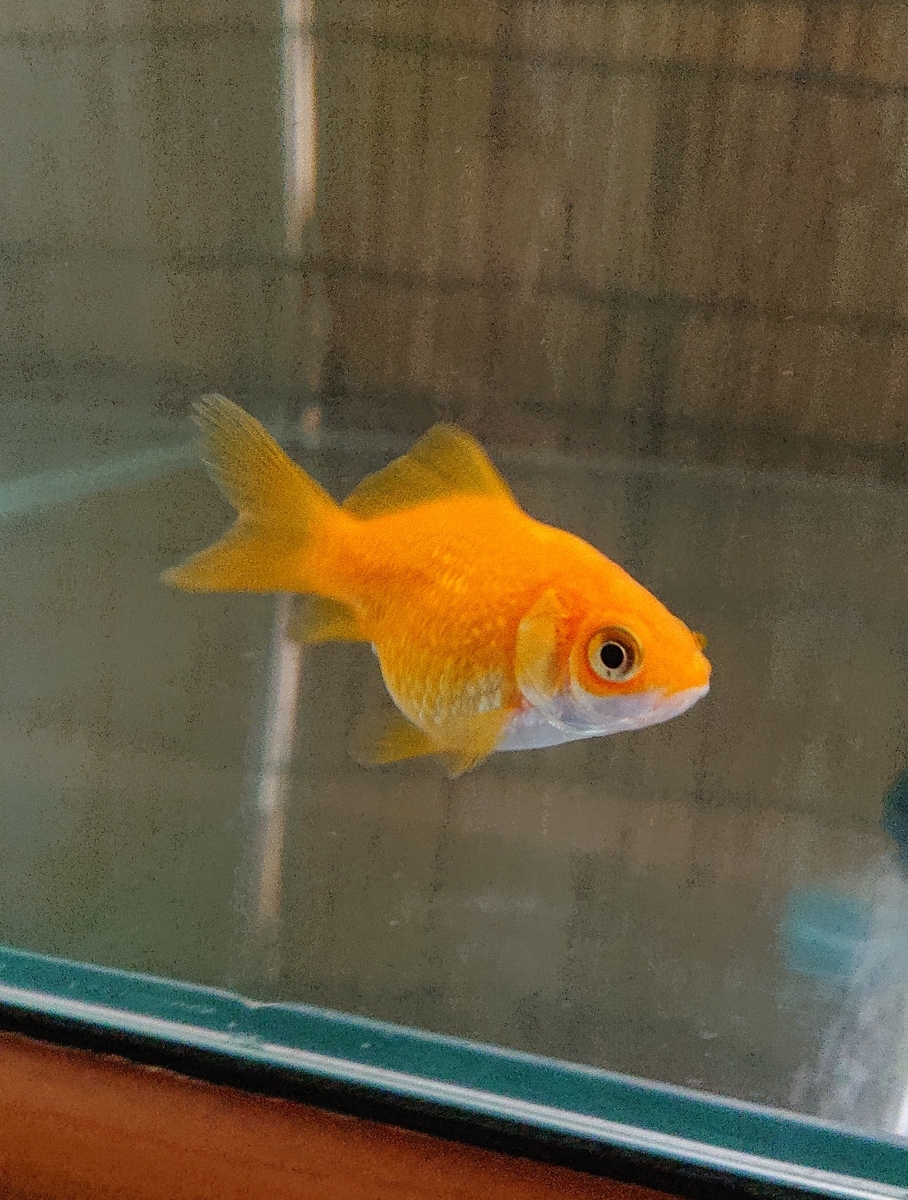 f:id:funaosarasa:20200521145050j:plain f:id:funaosarasa:20200521145050j:plain