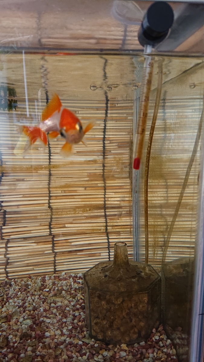f:id:funaosarasa:20200524103614j:plain f:id:funaosarasa:20200524103614j:plain