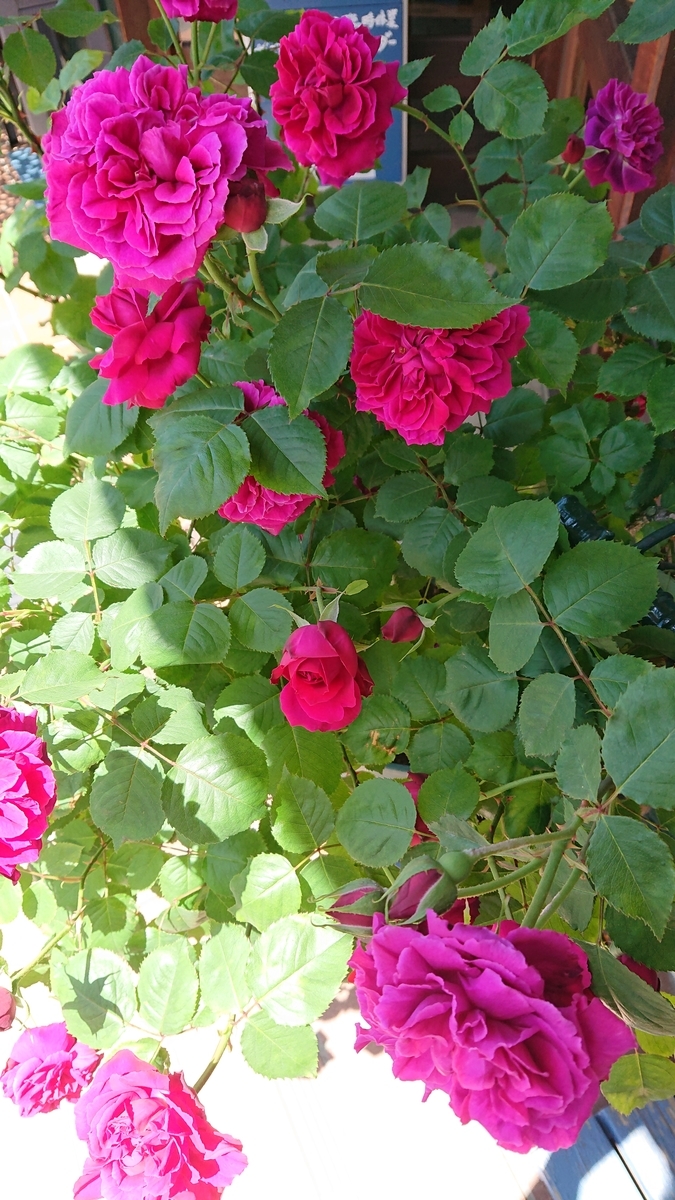 f:id:funaosarasa:20200524171538j:plain