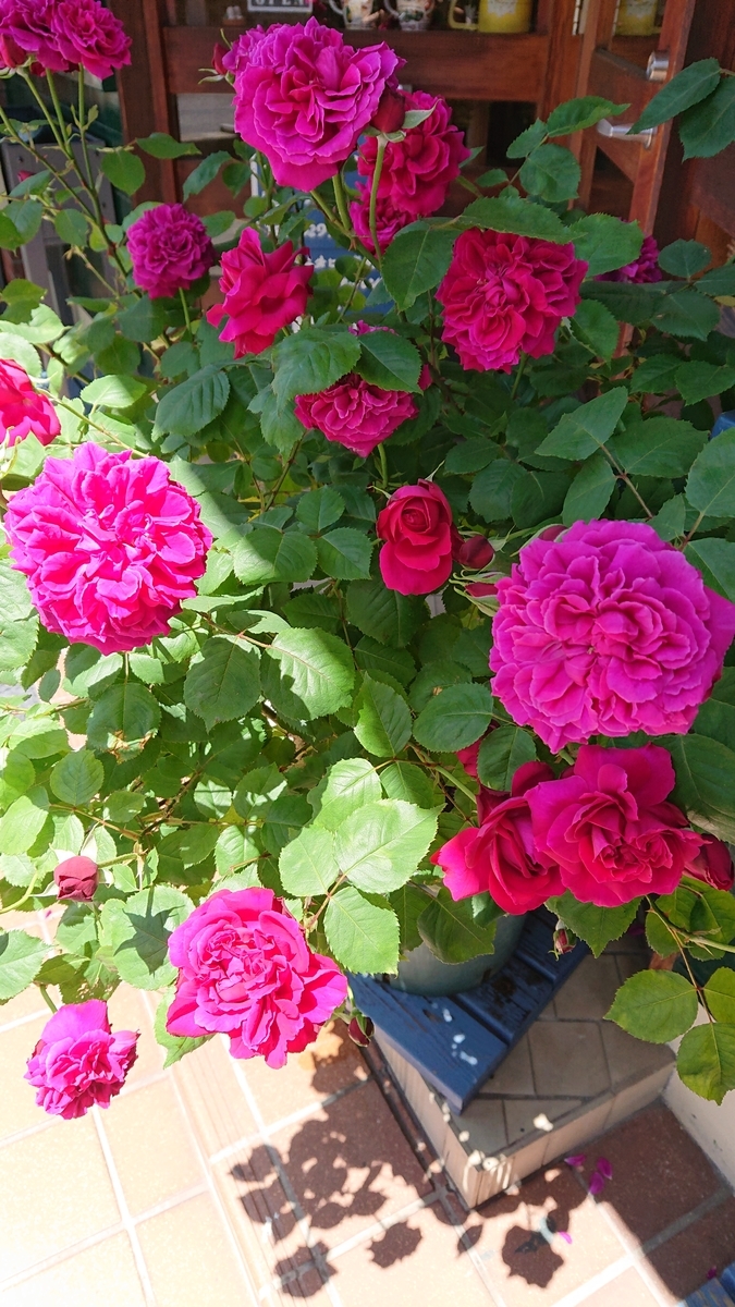 f:id:funaosarasa:20200524171624j:plain