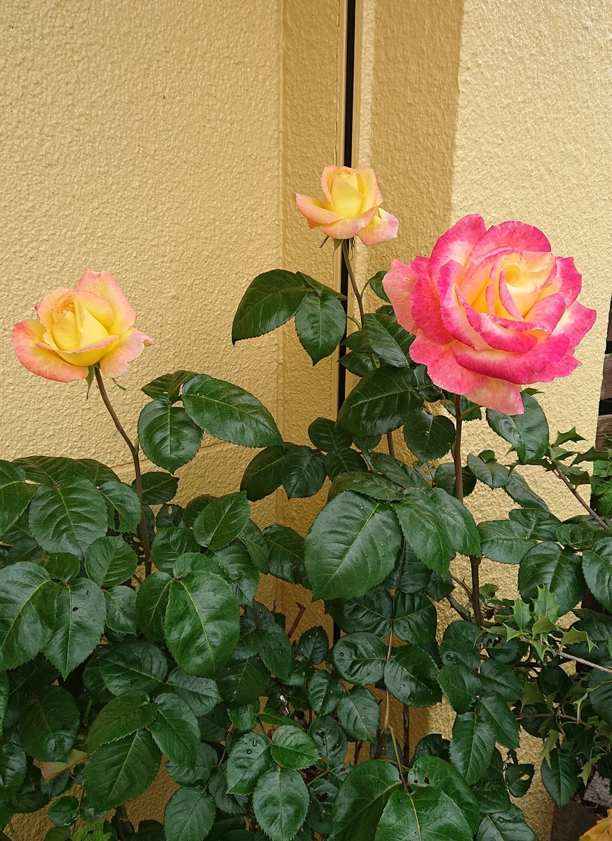 f:id:funaosarasa:20200524172418j:plain