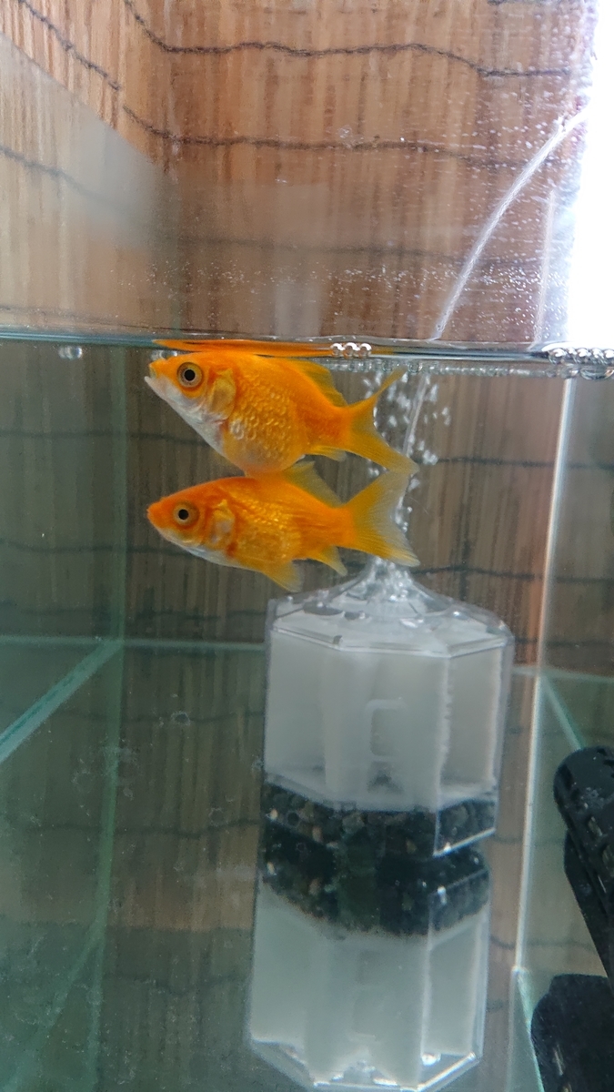 新金魚の塩水浴 その後 すくい金魚