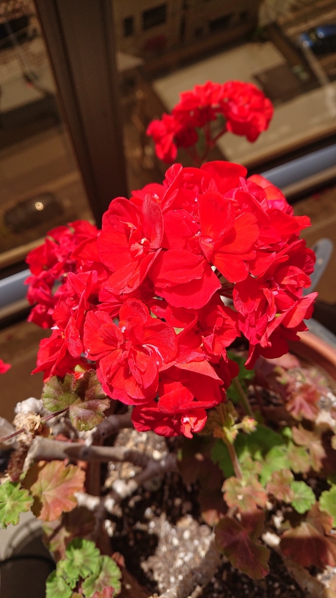 f:id:funaosarasa:20200527183133j:plain