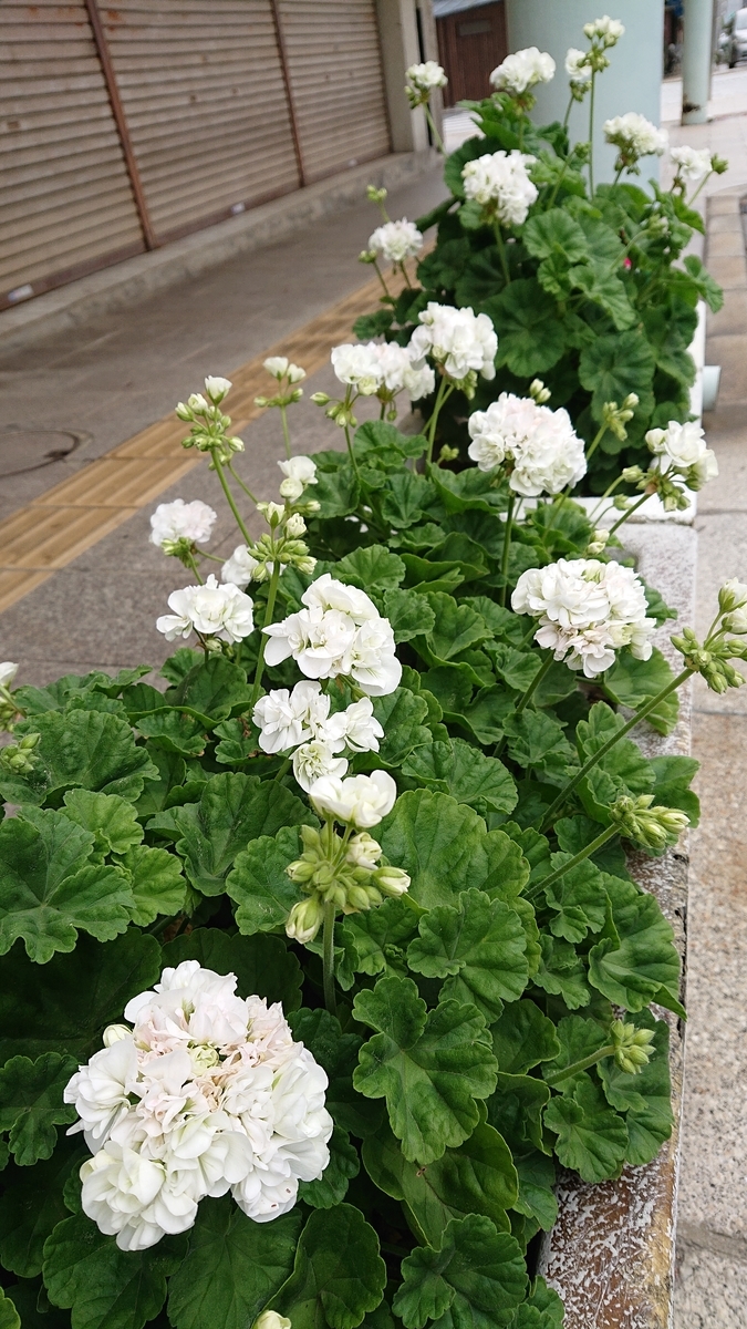 f:id:funaosarasa:20200529141417j:plain f:id:funaosarasa:20200529141417j:plain