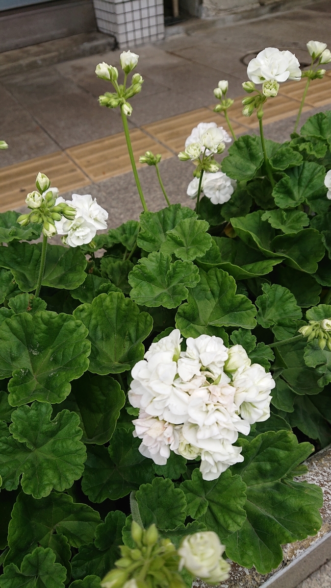 f:id:funaosarasa:20200529141518j:plain f:id:funaosarasa:20200529141518j:plain
