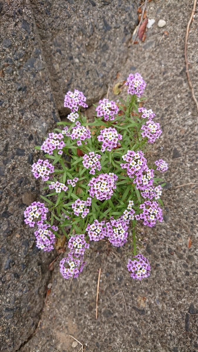 f:id:funaosarasa:20200529141605j:plain f:id:funaosarasa:20200529141605j:plain
