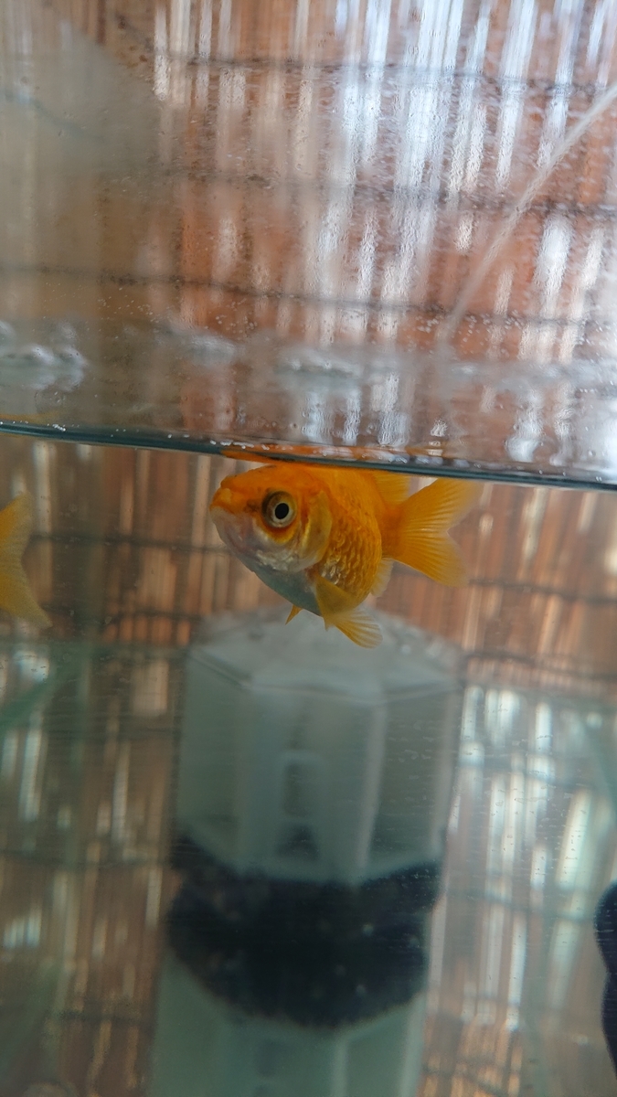 新金魚 まさかの黒斑病 すくい金魚 新金魚 まさかの黒斑病 すくい金魚