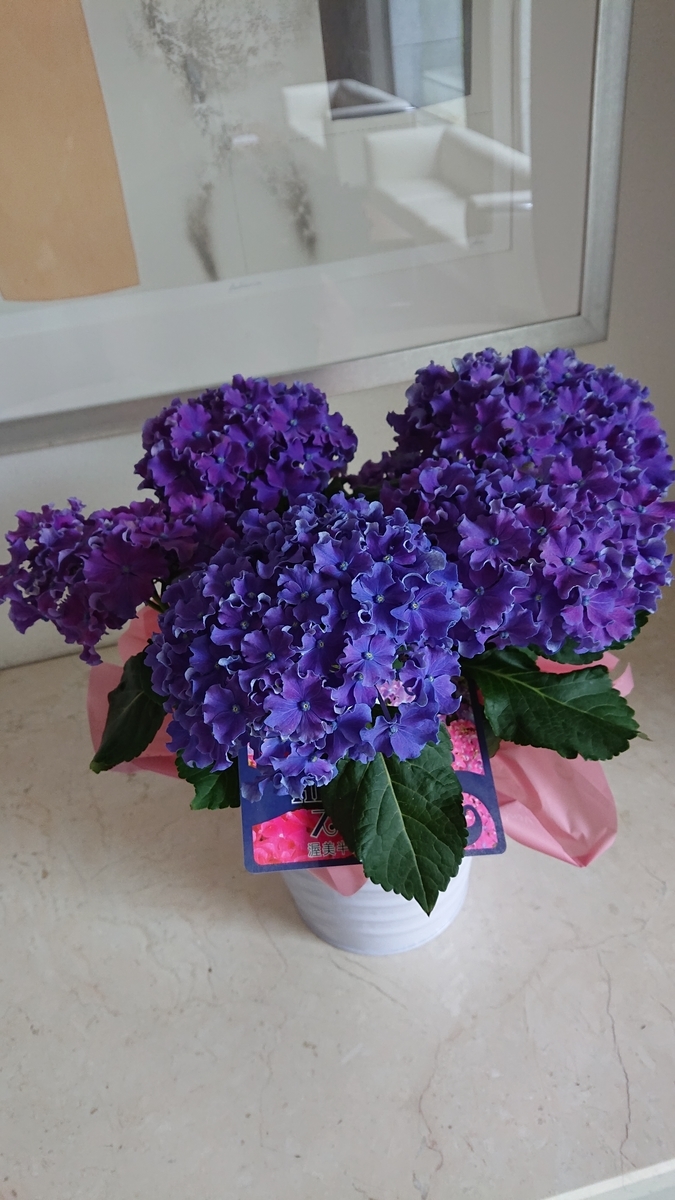 f:id:funaosarasa:20200603214043j:plain