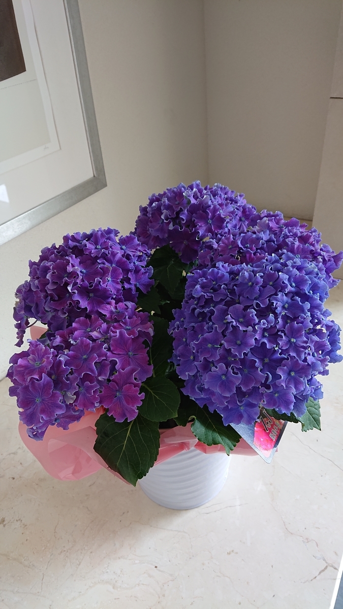f:id:funaosarasa:20200603214123j:plain