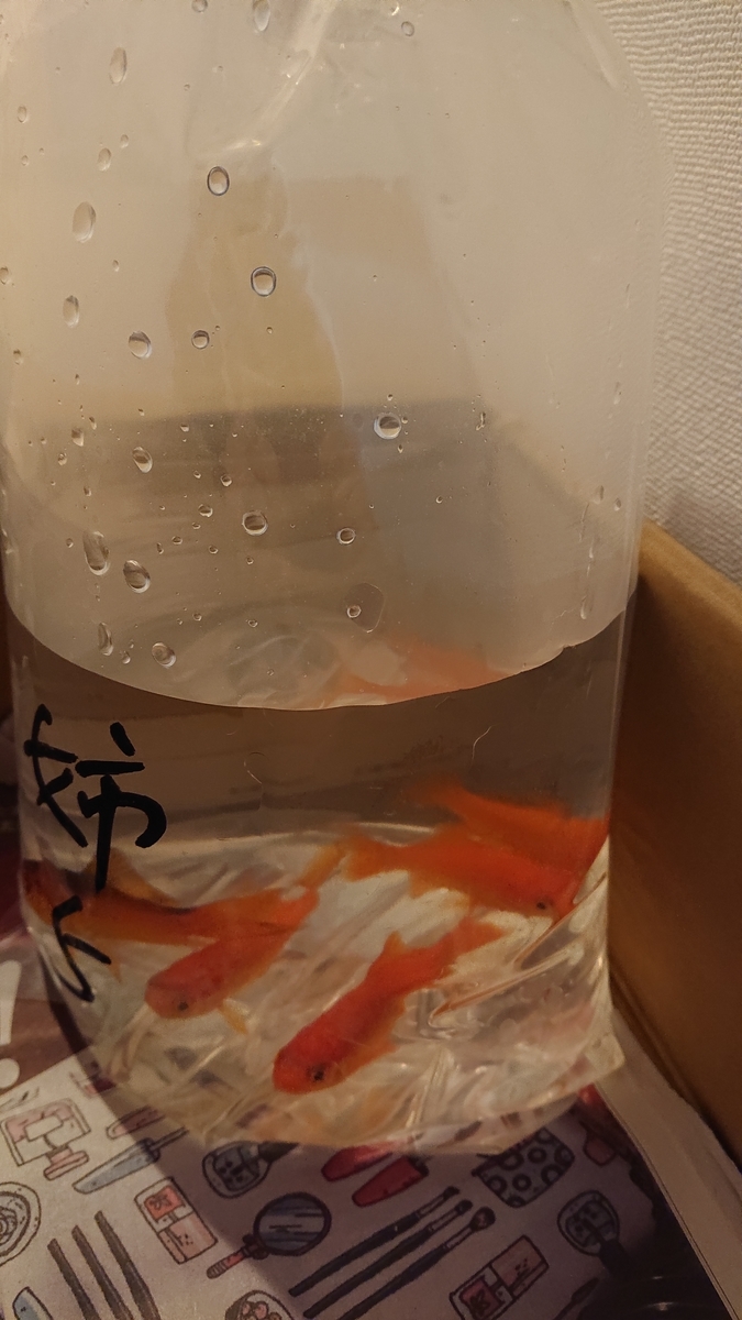f:id:funaosarasa:20200609115536j:plain f:id:funaosarasa:20200609115536j:plain