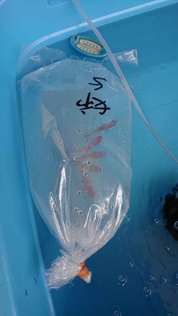 f:id:funaosarasa:20200609115722j:plain f:id:funaosarasa:20200609115722j:plain