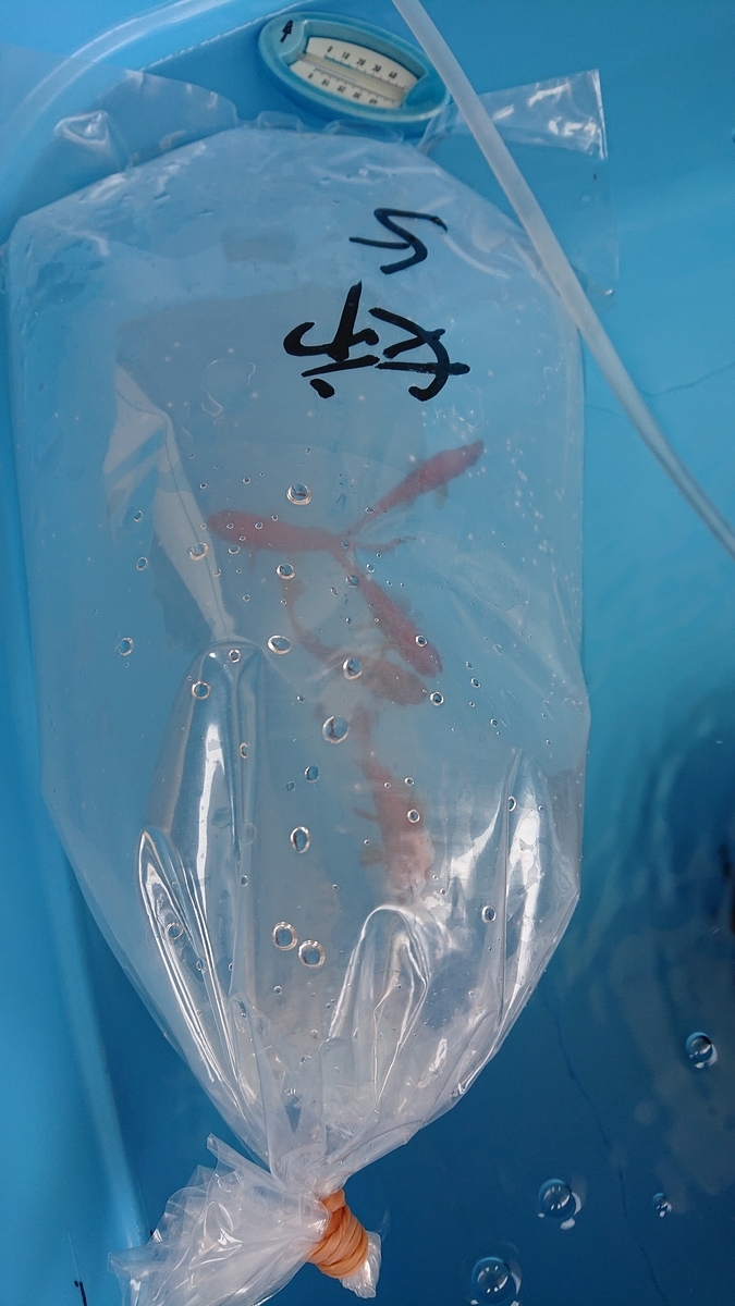 f:id:funaosarasa:20200609115840j:plain f:id:funaosarasa:20200609115840j:plain