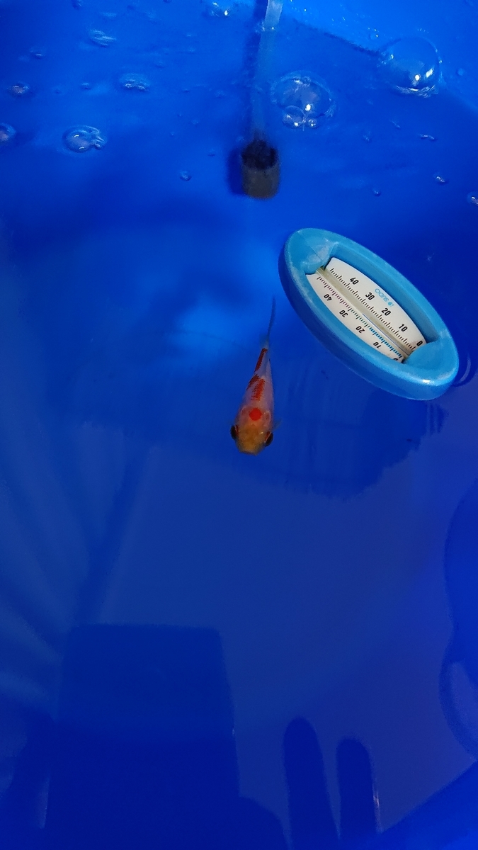 ベランダの金魚 エラ病だった すくい金魚