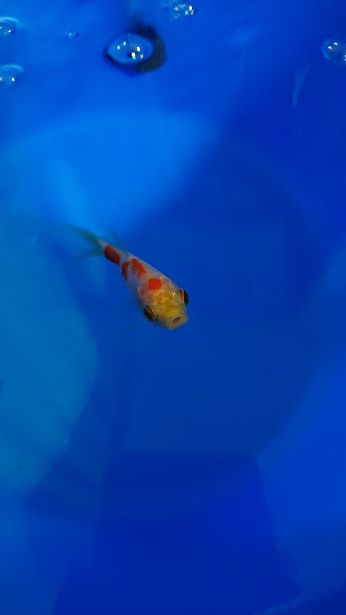 金魚のエラ病 塩水浴0 5 すくい金魚