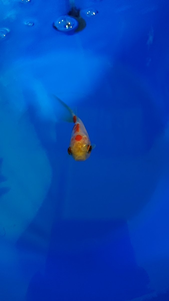 金魚のエラ病 塩水浴0 5 すくい金魚