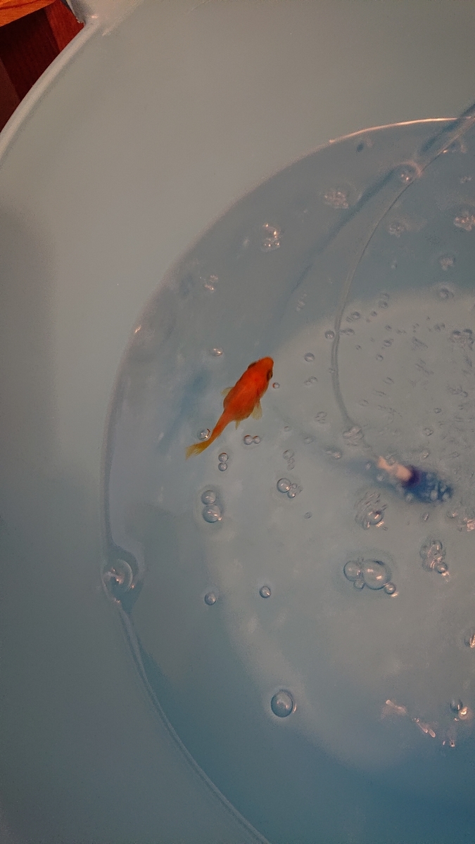 金魚の赤斑病 すくい金魚
