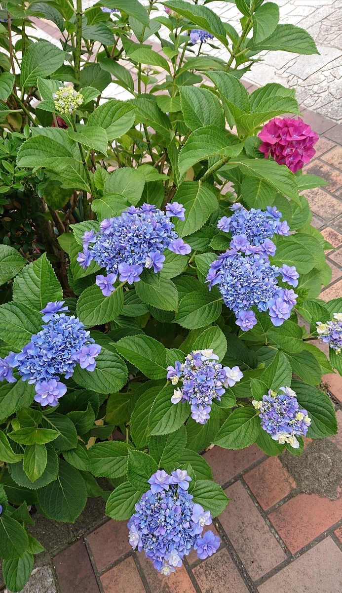f:id:funaosarasa:20200618155530j:plain f:id:funaosarasa:20200618155530j:plain
