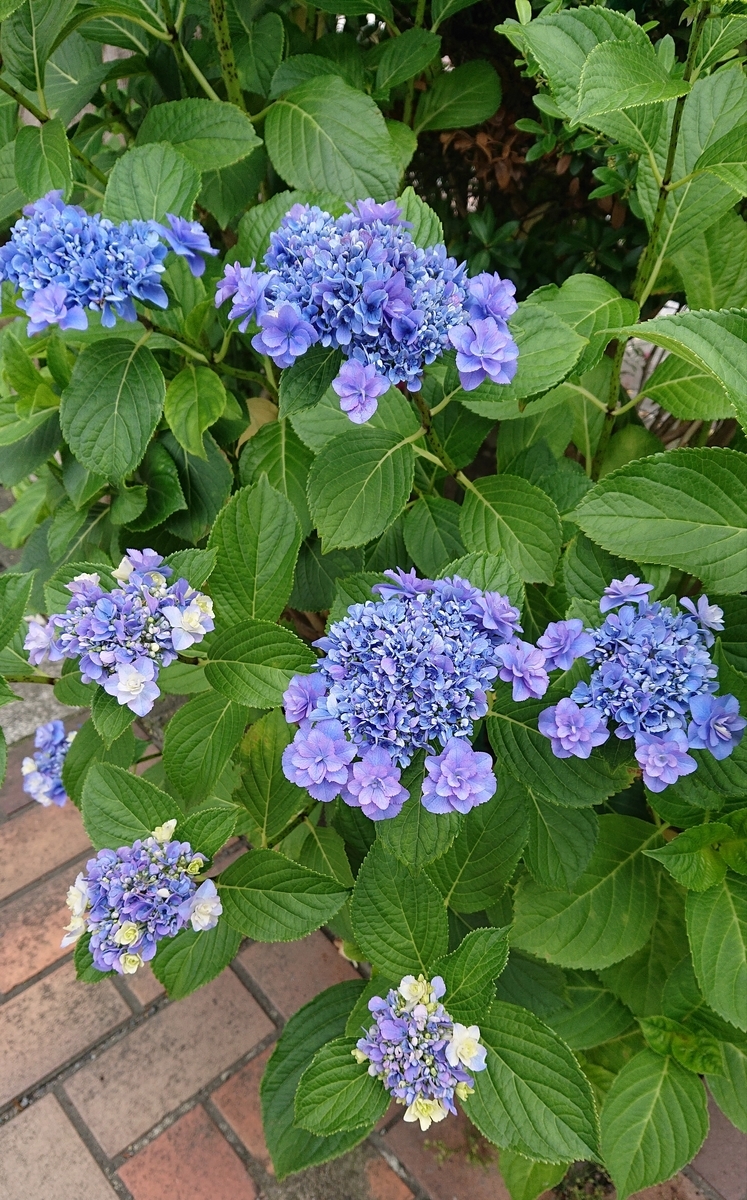 f:id:funaosarasa:20200618155633j:plain f:id:funaosarasa:20200618155633j:plain