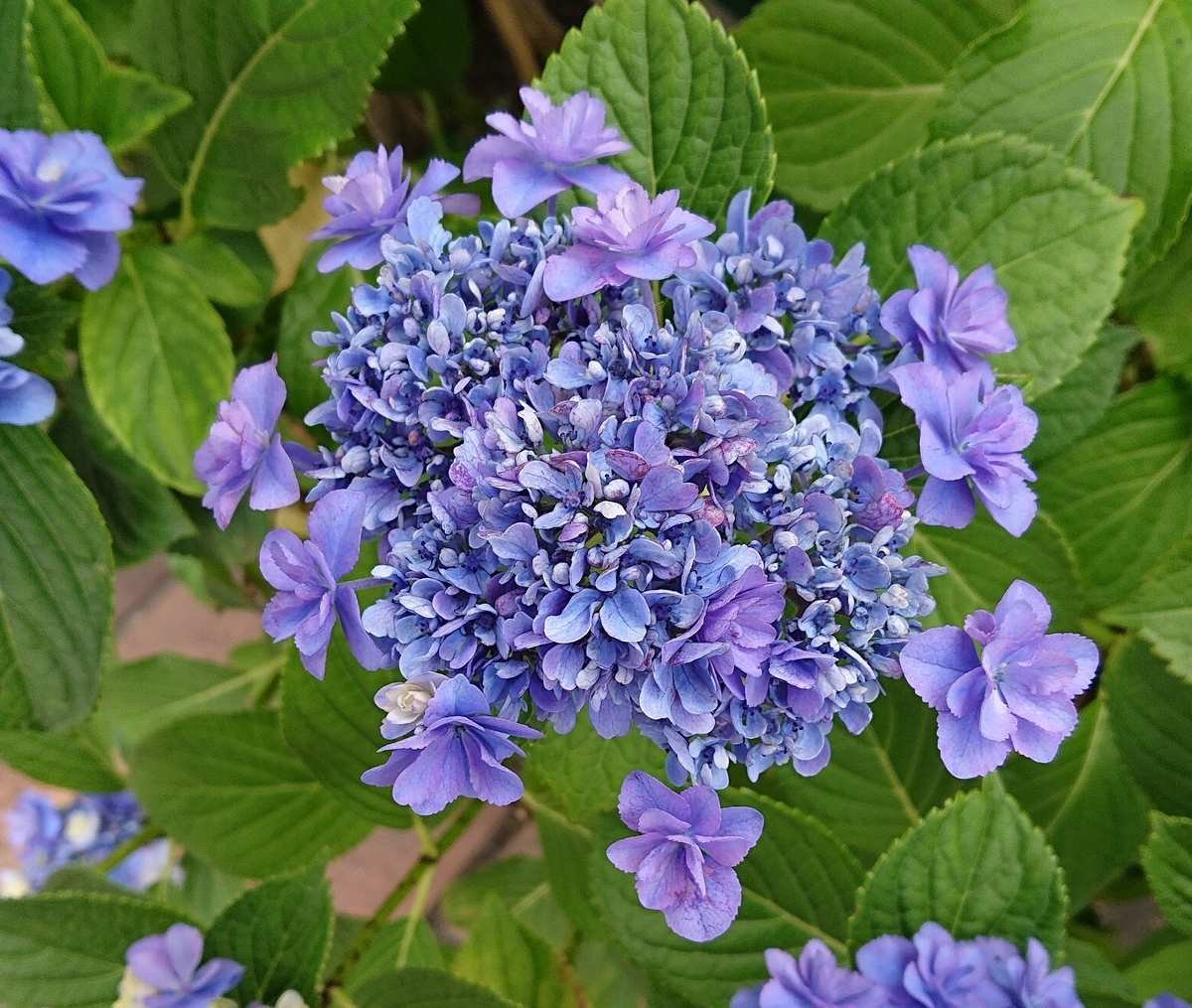 f:id:funaosarasa:20200618155706j:plain f:id:funaosarasa:20200618155706j:plain