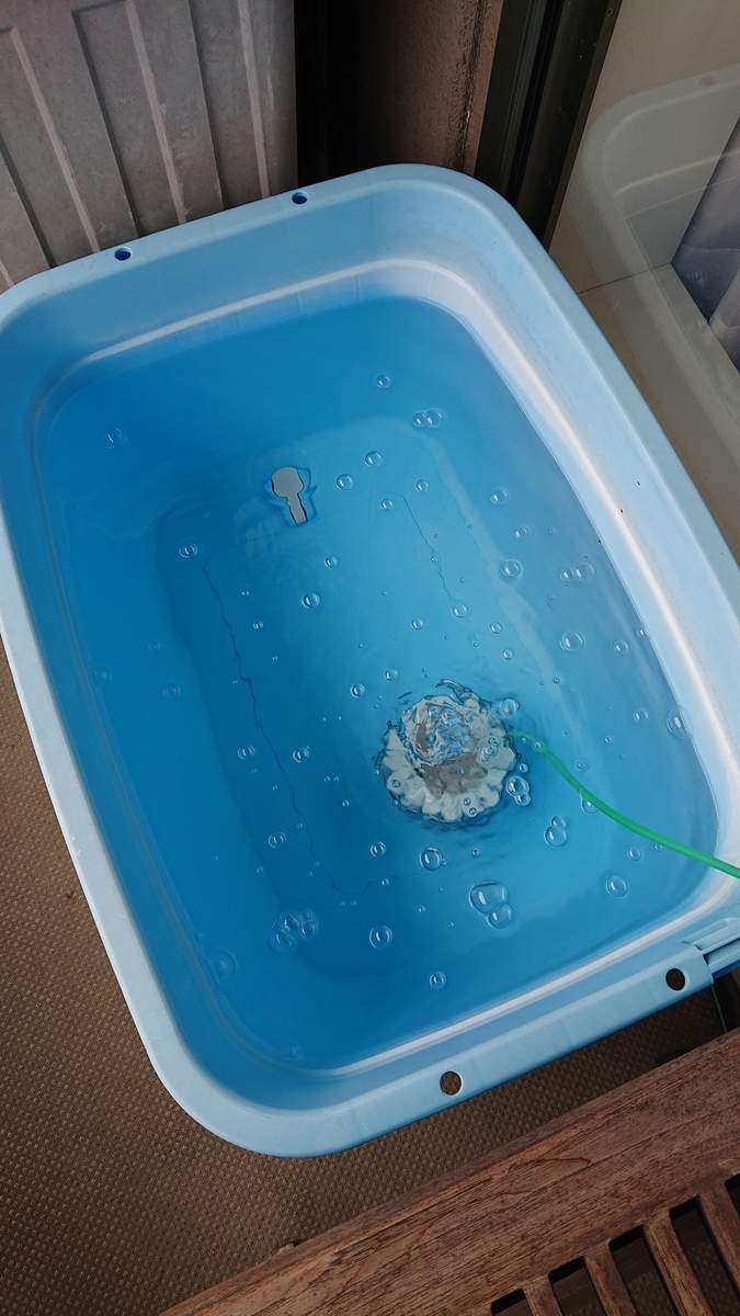 エラ病の回復 金魚の薬浴について すくい金魚