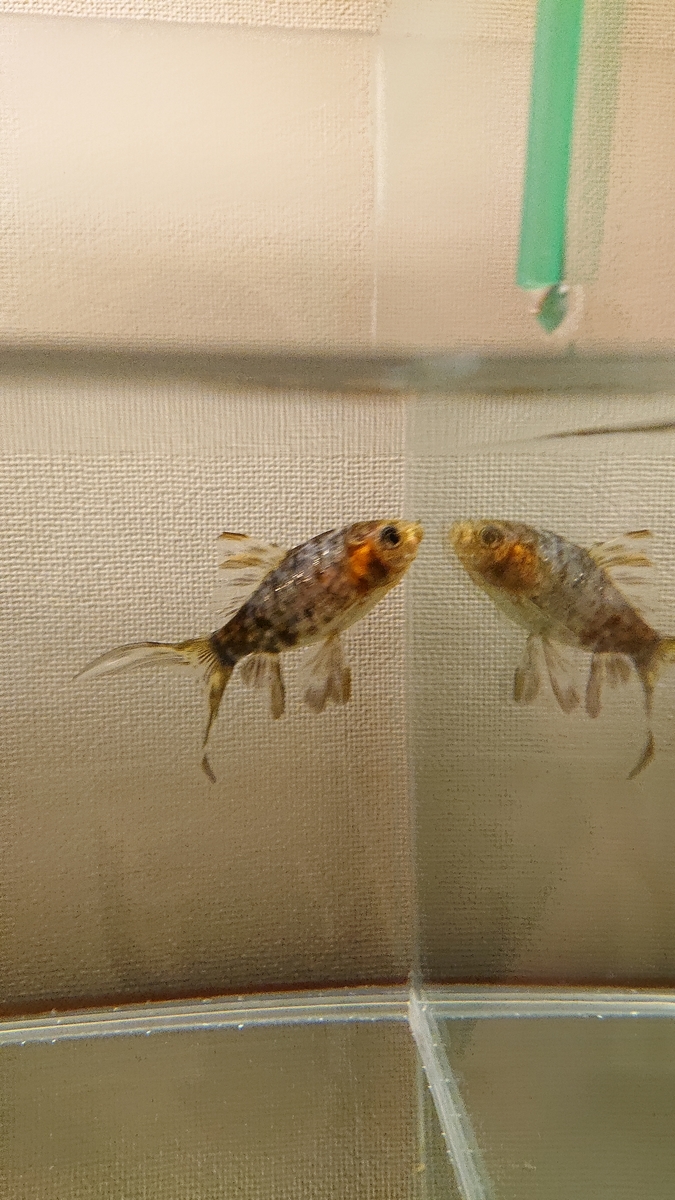 f:id:funaosarasa:20200621213325j:plain f:id:funaosarasa:20200621213325j:plain