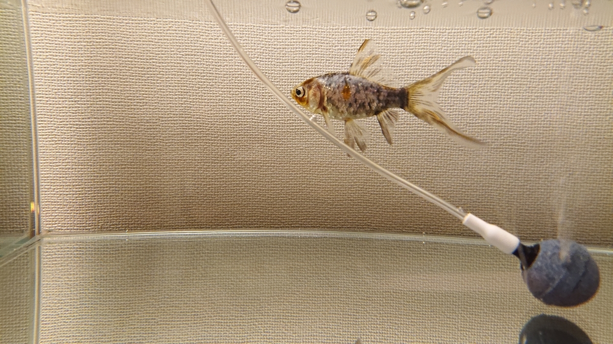 f:id:funaosarasa:20200621213438j:plain f:id:funaosarasa:20200621213438j:plain