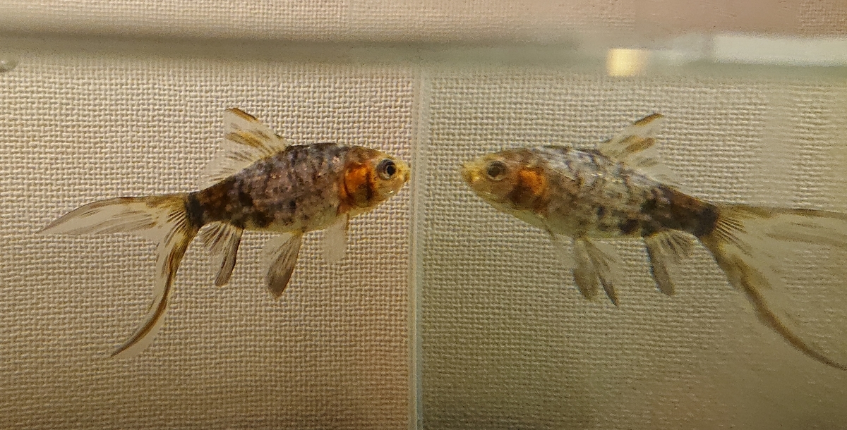 f:id:funaosarasa:20200621213745j:plain f:id:funaosarasa:20200621213745j:plain