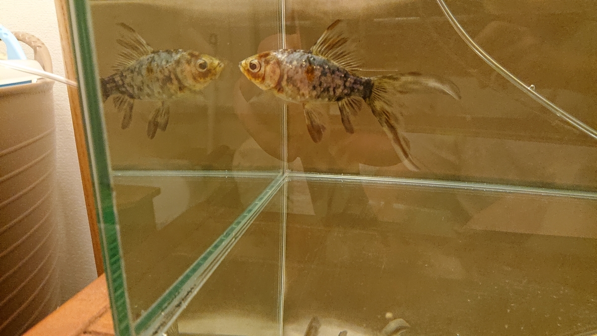 f:id:funaosarasa:20200621213830j:plain f:id:funaosarasa:20200621213830j:plain