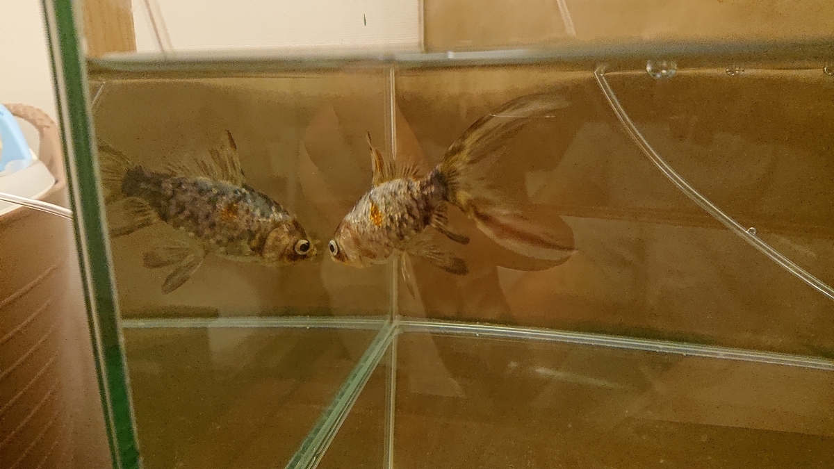 f:id:funaosarasa:20200621213917j:plain f:id:funaosarasa:20200621213917j:plain