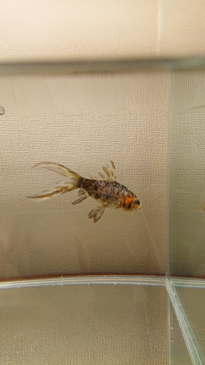 f:id:funaosarasa:20200621214117j:plain f:id:funaosarasa:20200621214117j:plain