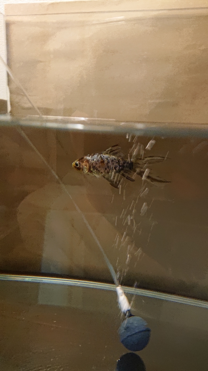 f:id:funaosarasa:20200622144742j:plain f:id:funaosarasa:20200622144742j:plain