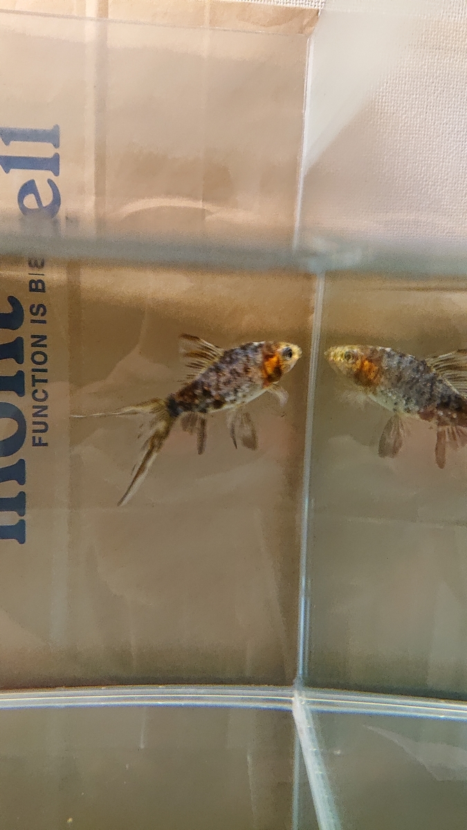 f:id:funaosarasa:20200622144850j:plain f:id:funaosarasa:20200622144850j:plain