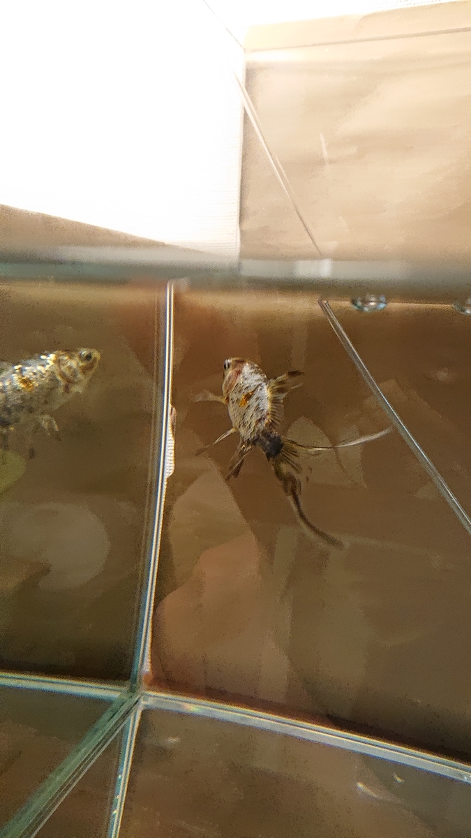 f:id:funaosarasa:20200622144923j:plain f:id:funaosarasa:20200622144923j:plain