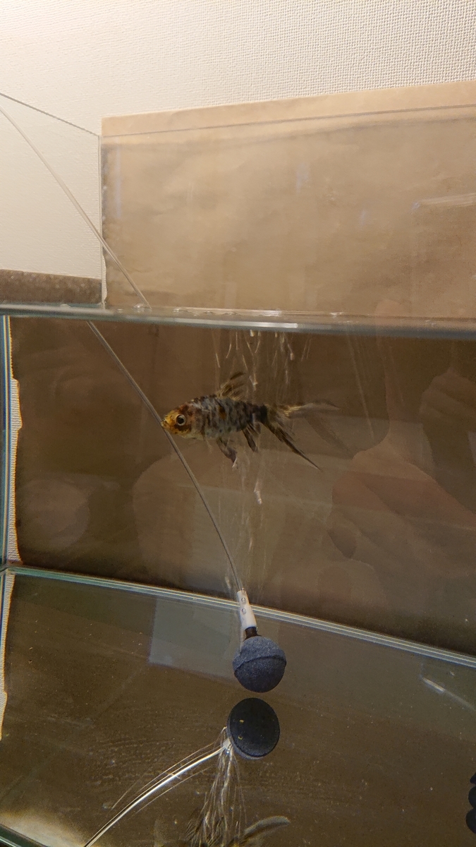 f:id:funaosarasa:20200622145131j:plain f:id:funaosarasa:20200622145131j:plain