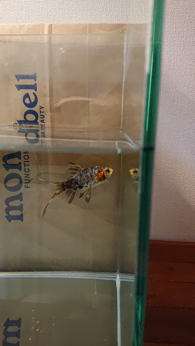 f:id:funaosarasa:20200622145544j:plain f:id:funaosarasa:20200622145544j:plain