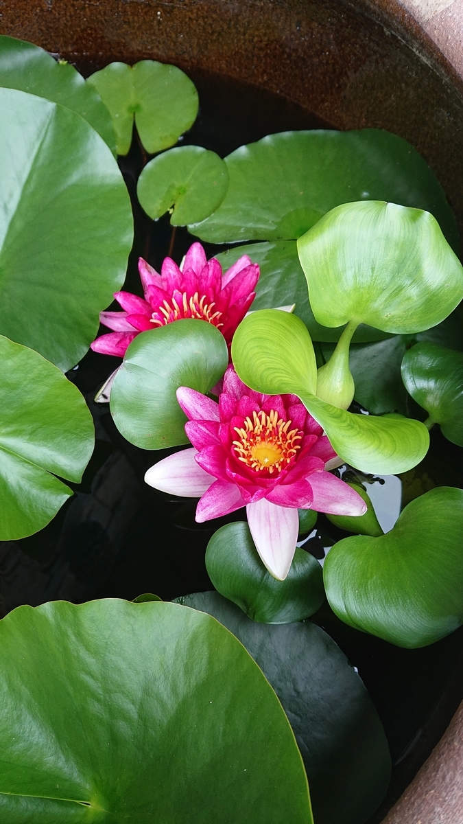 f:id:funaosarasa:20200622151526j:plain