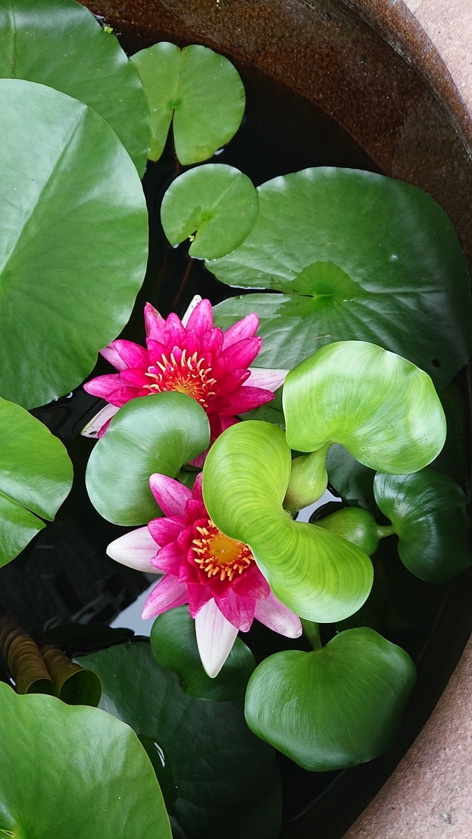 f:id:funaosarasa:20200622151706j:plain