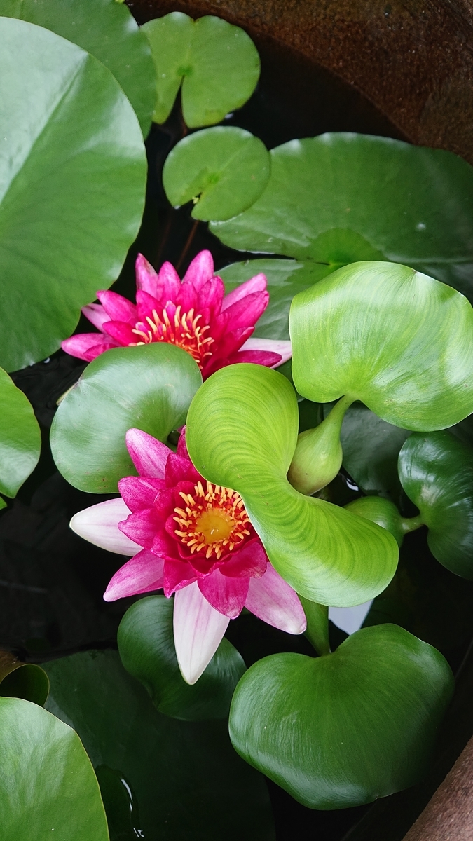 f:id:funaosarasa:20200622151739j:plain