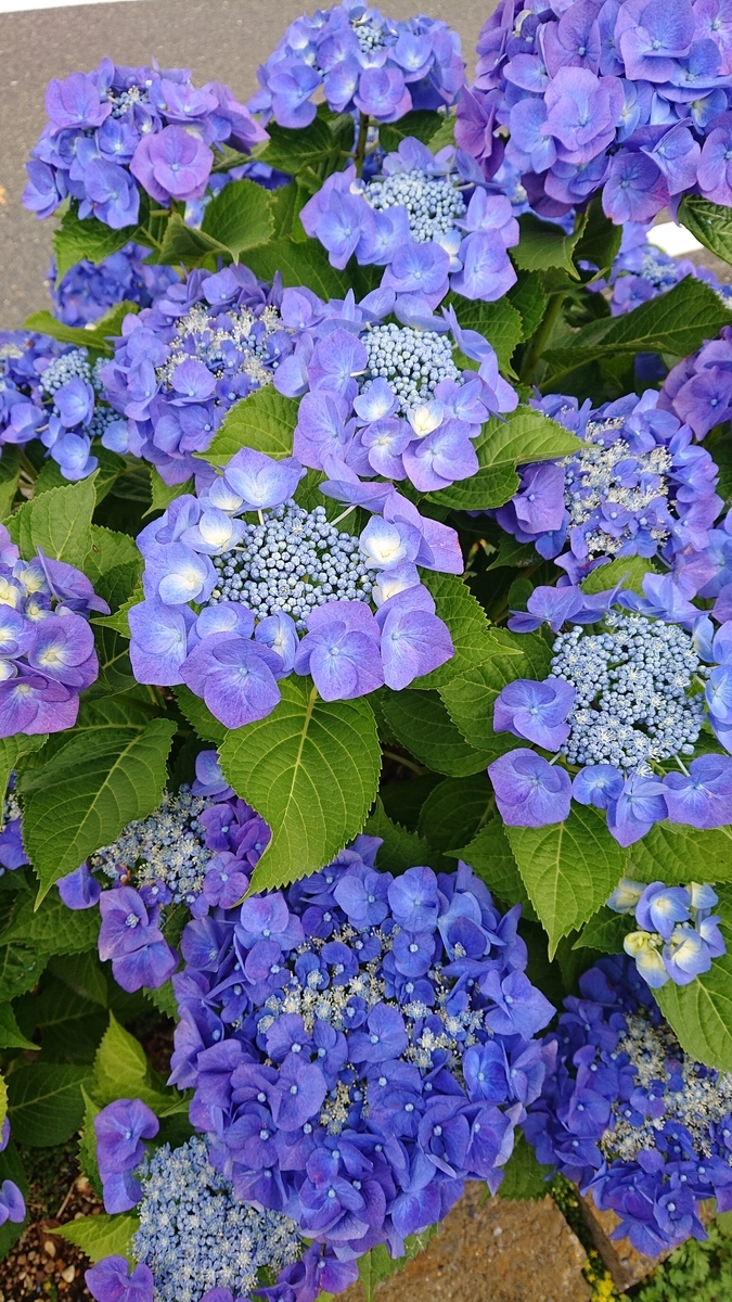 f:id:funaosarasa:20200627215143j:plain