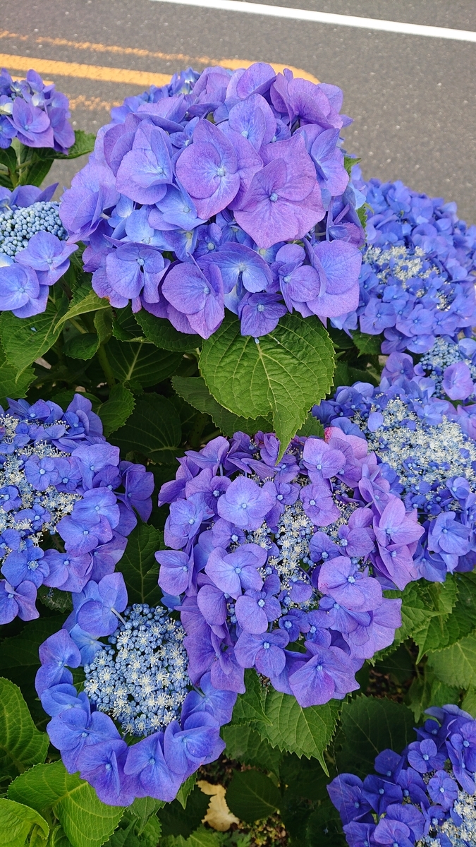 f:id:funaosarasa:20200627215323j:plain